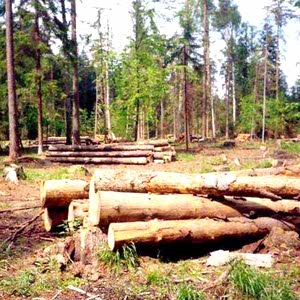 В компании начинается сезон вырубки леса