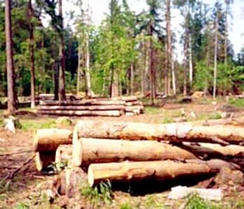 В компании начинается сезон вырубки леса