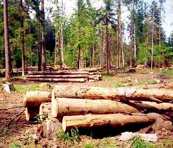 В компании начинается сезон вырубки леса